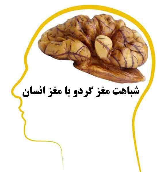 Similarity of walnut to human brain